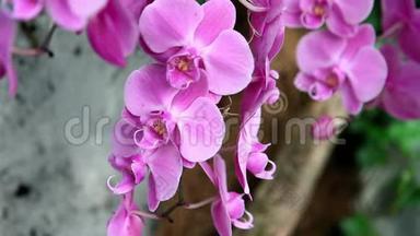 粉红紫色兰花